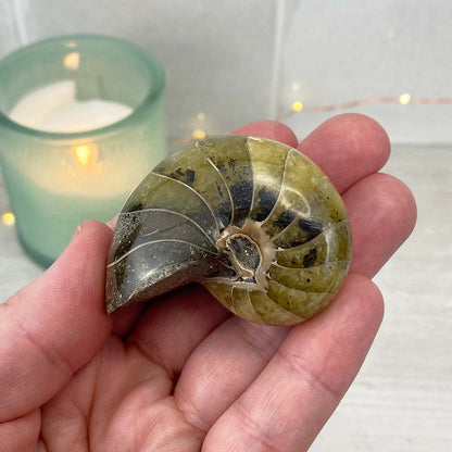 Polished Natural Nautilus Fossils