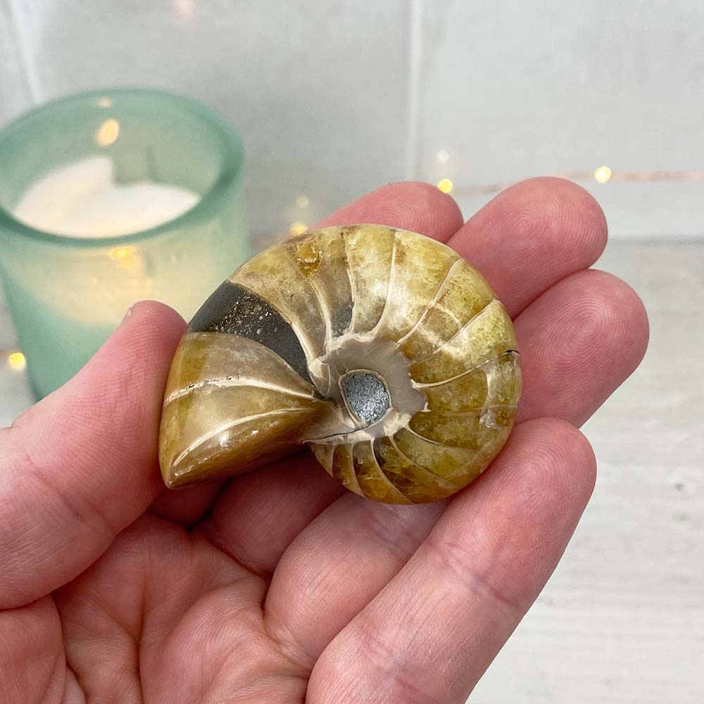 Polished Natural Nautilus Fossils