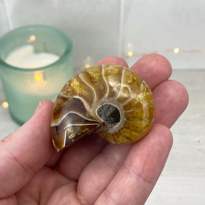 Polished Natural Nautilus Fossils