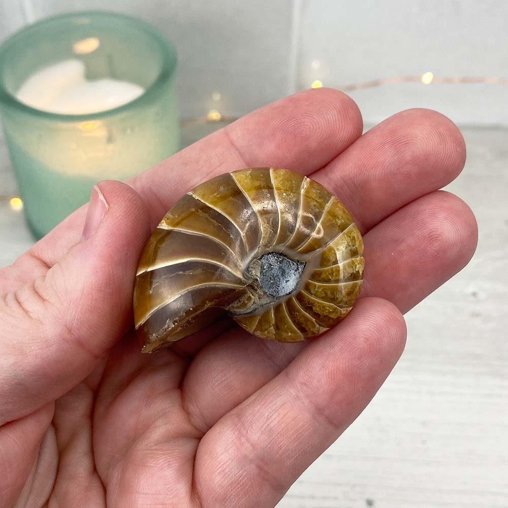 Polished Natural Nautilus Fossils