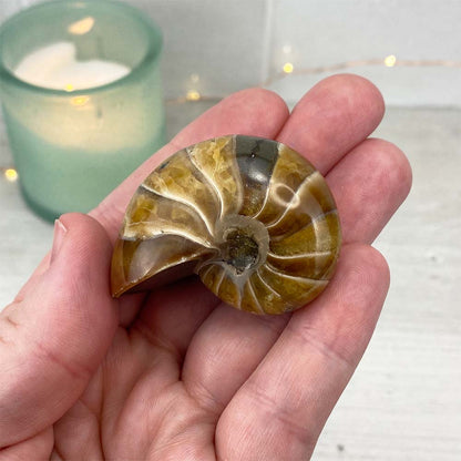 Polished Natural Nautilus Fossils