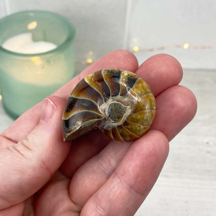 Polished Natural Nautilus Fossils