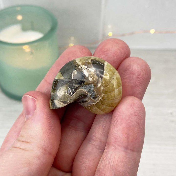 Polished Natural Nautilus Fossils