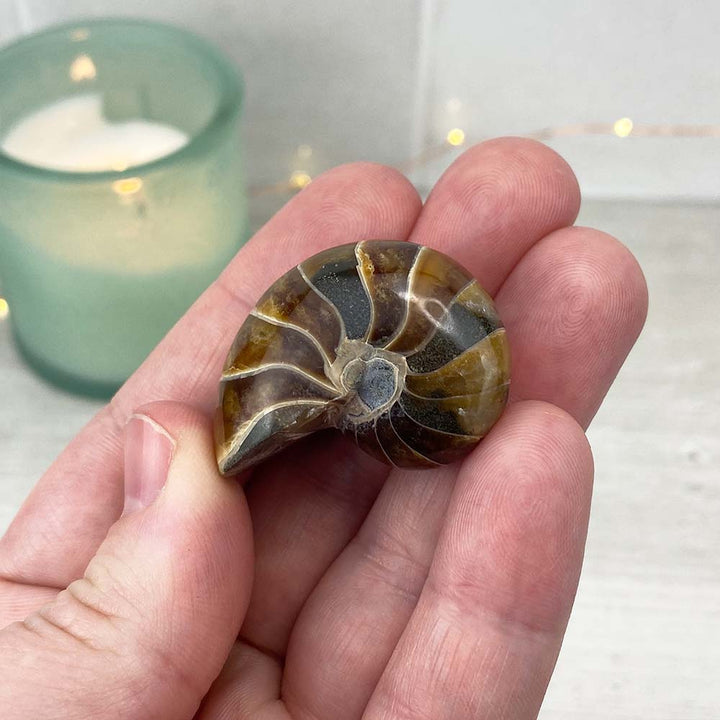 Polished Natural Nautilus Fossils