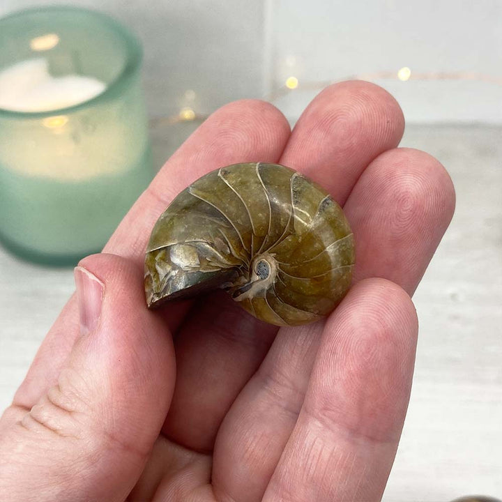 Polished Natural Nautilus Fossils