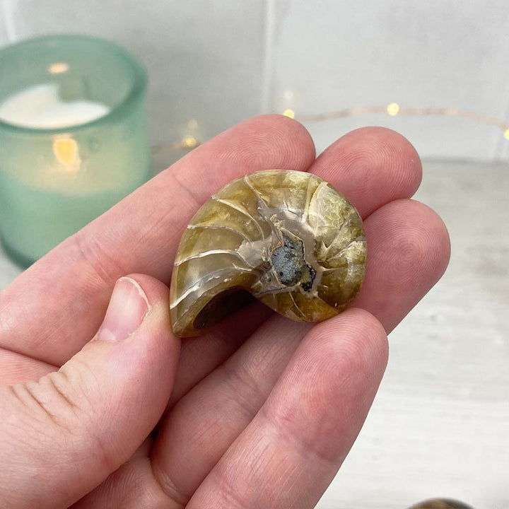 Polished Natural Nautilus Fossils