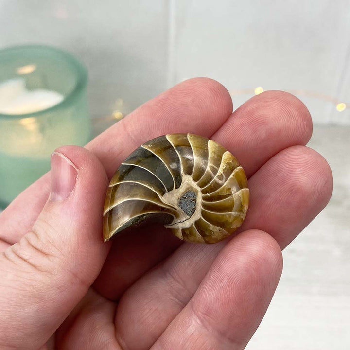 Polished Natural Nautilus Fossils