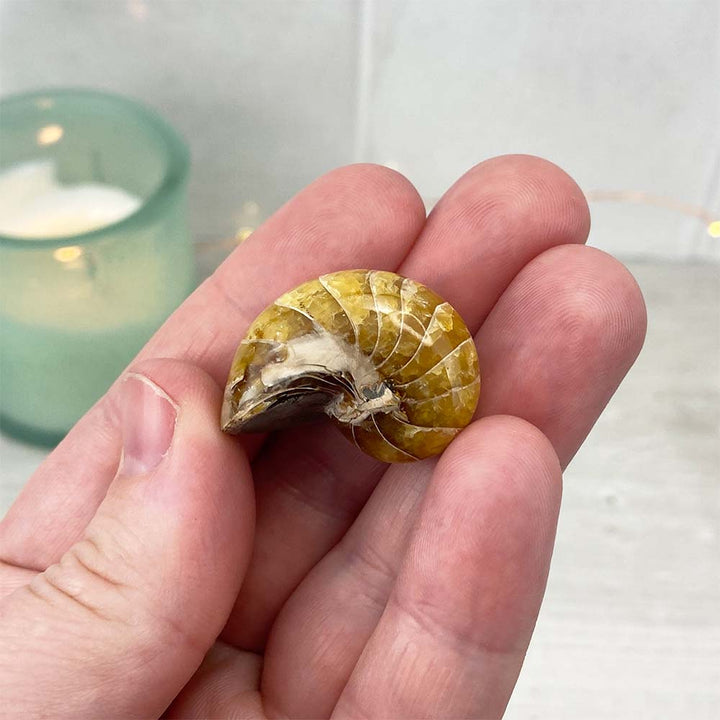 Polished Natural Nautilus Fossils