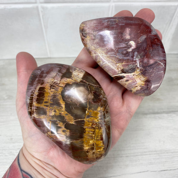 Polished Petrified Wood Palmstones