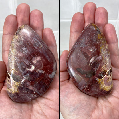 Polished Petrified Wood Palmstones