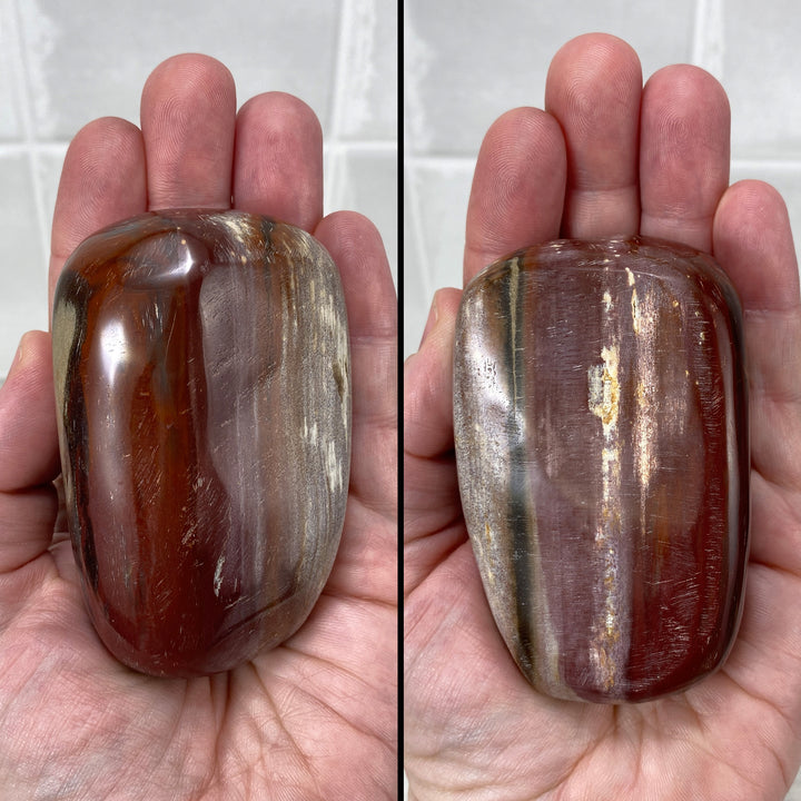 Polished Petrified Wood Palmstones