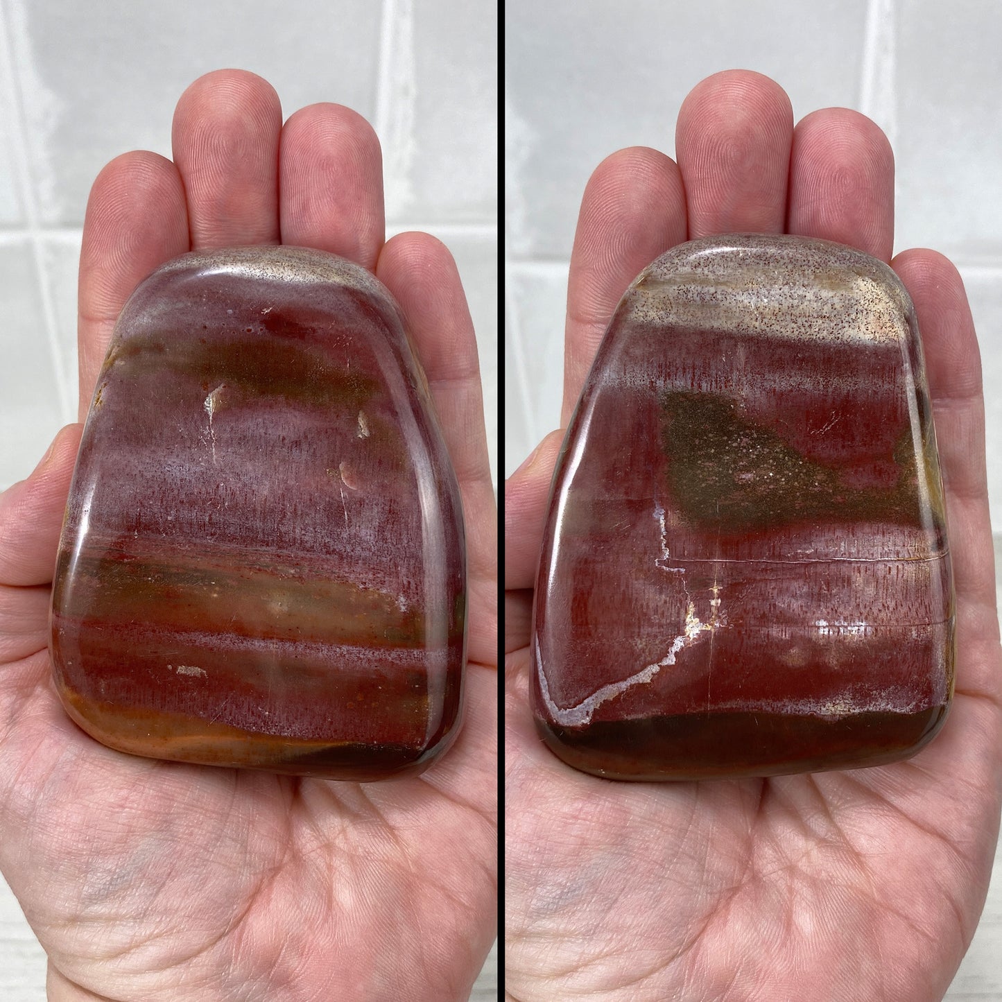 Polished Petrified Wood Palmstones