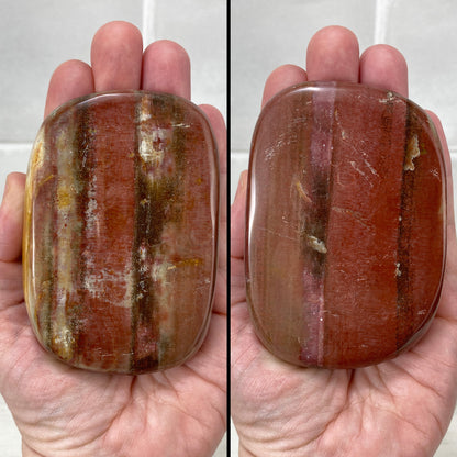 Polished Petrified Wood Palmstones