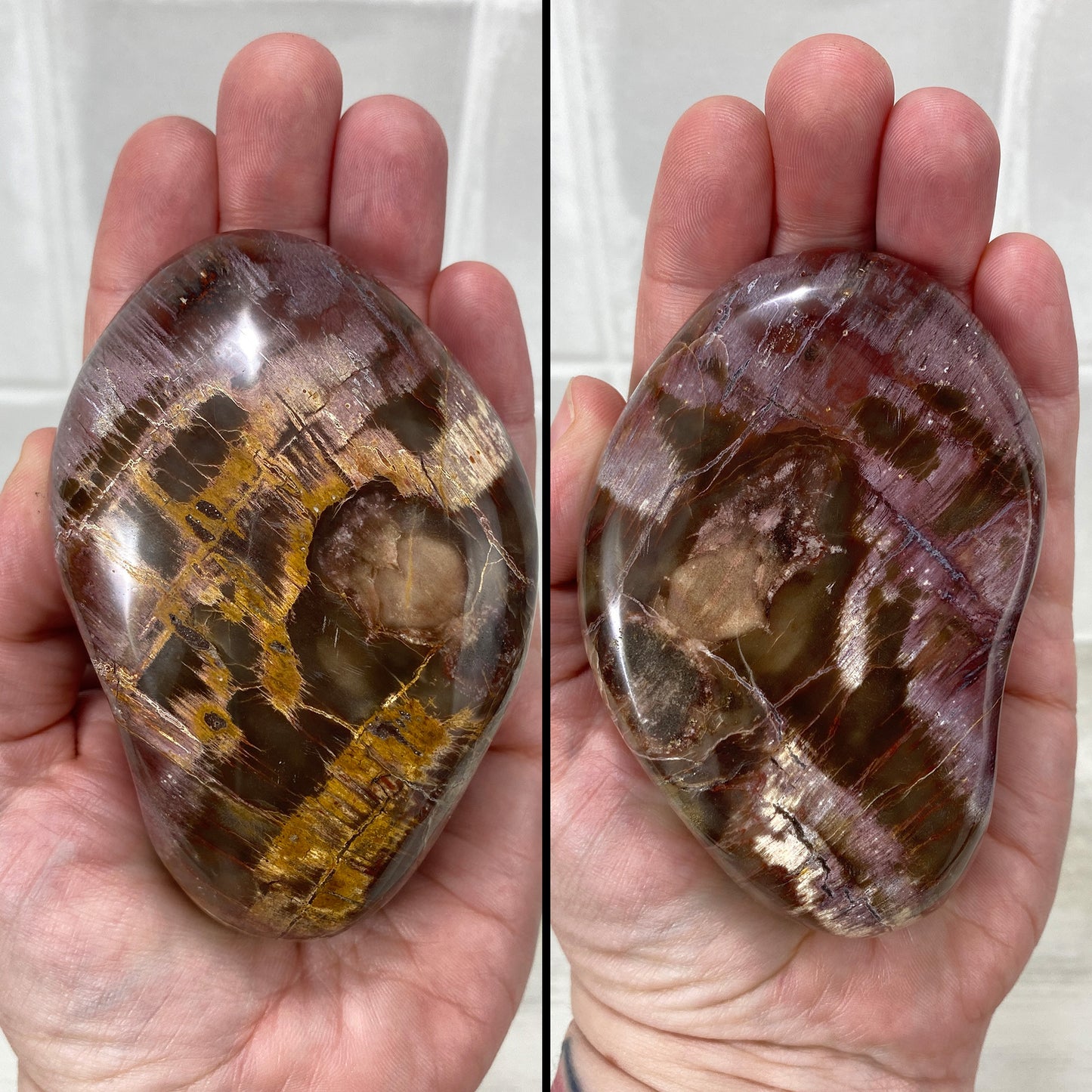 Polished Petrified Wood Palmstones