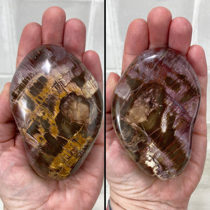 Polished Petrified Wood Palmstones