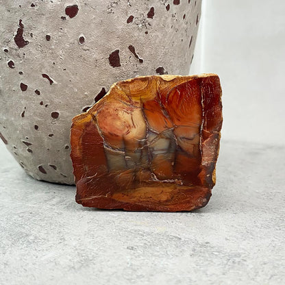 Polished Petrified Wood