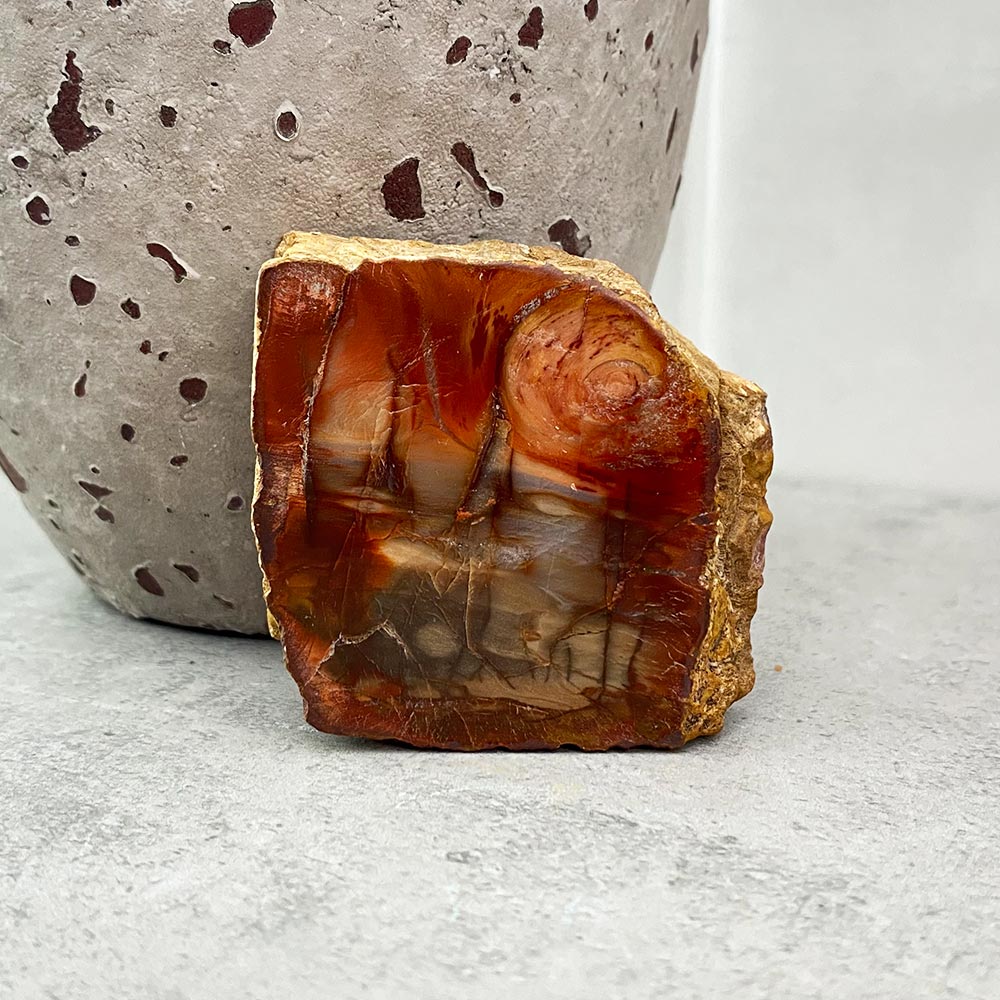 Polished Petrified Wood