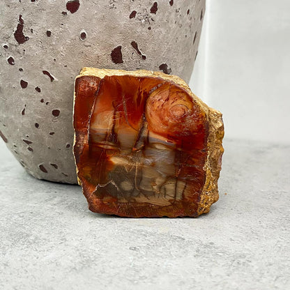 Polished Petrified Wood