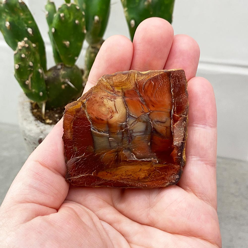 Polished Petrified Wood