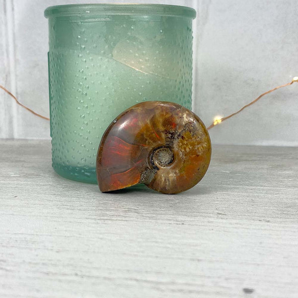 Polished Flashy Fire Iridescent Ammonite Fossil