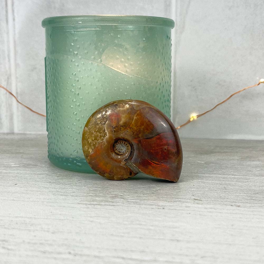 Polished Flashy Fire Iridescent Ammonite Fossil