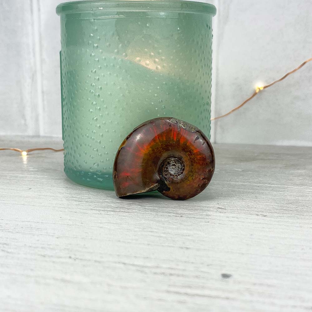 Polished Flashy Fire Iridescent Ammonite Fossil