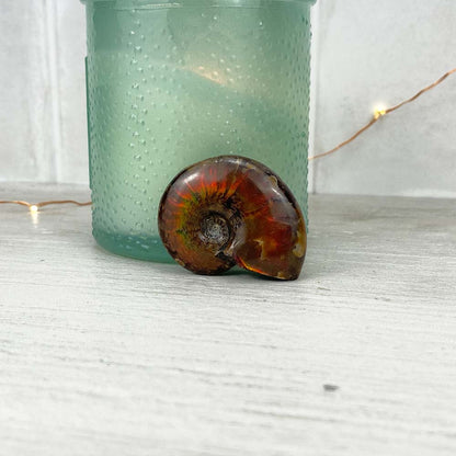 Polished Flashy Fire Iridescent Ammonite Fossil