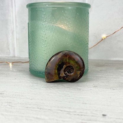 Polished Flashy Fire Iridescent Ammonite Fossil