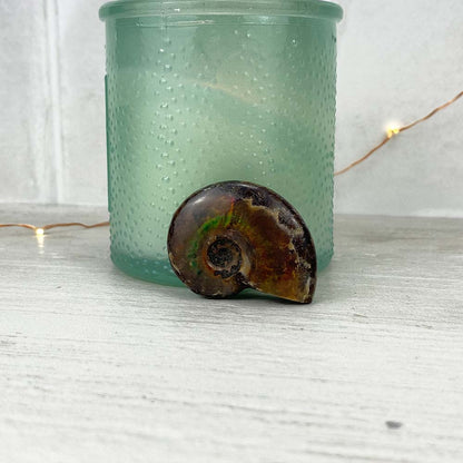 Polished Flashy Fire Iridescent Ammonite Fossil