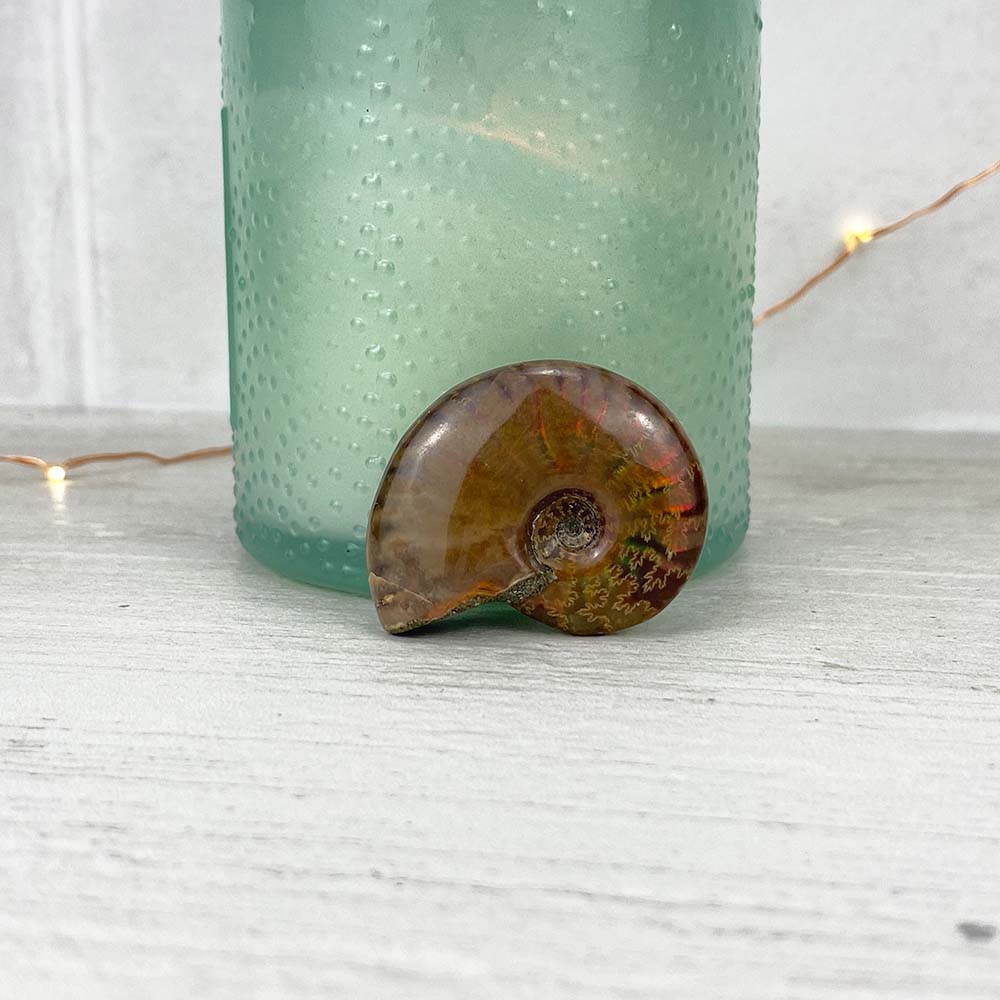 Polished Flashy Fire Iridescent Ammonite Fossil