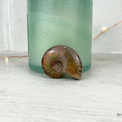 Polished Flashy Fire Iridescent Ammonite Fossil