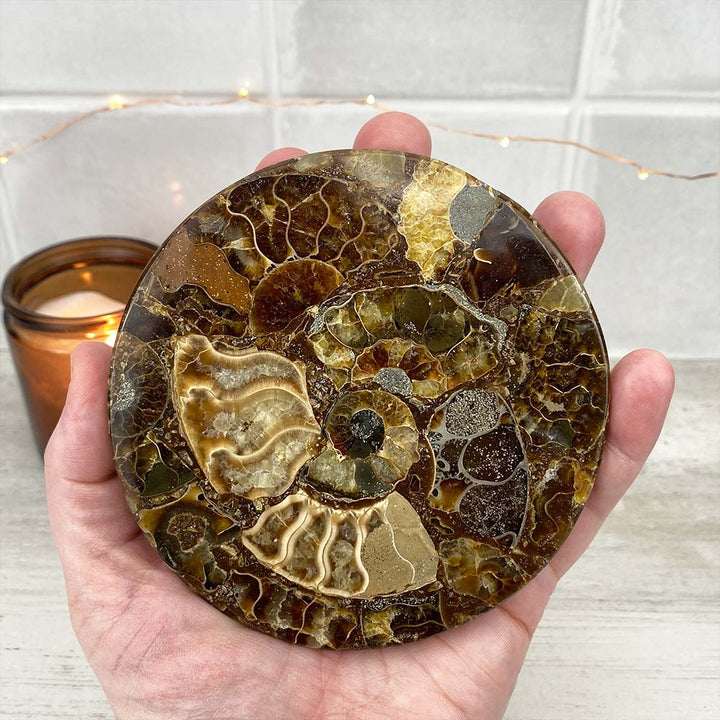 Small Ammonite Fossil Plate