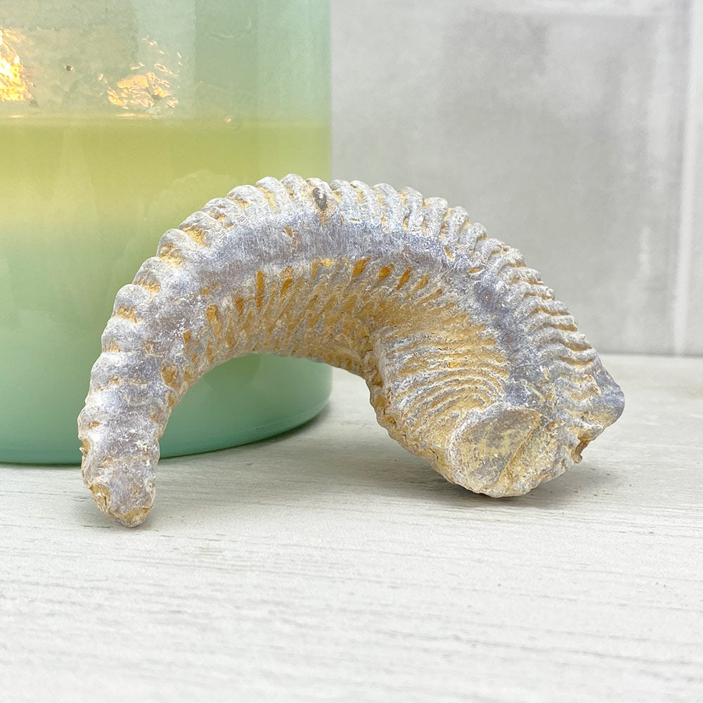 Natural Zig Zag Oyster Fossil