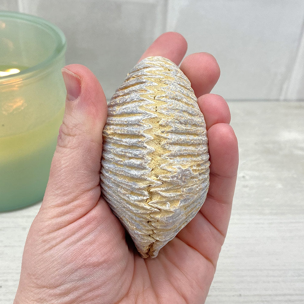Natural Zig Zag Oyster Fossil