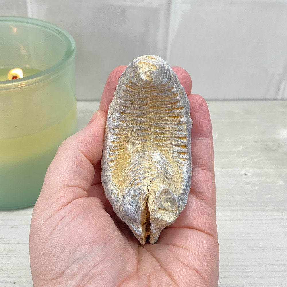 Natural Zig Zag Oyster Fossil
