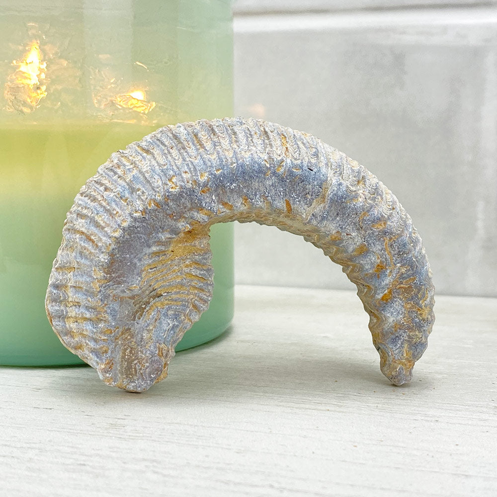 法螺貝　32.７cm Zig Zag Oyster - Mama's Minerals
