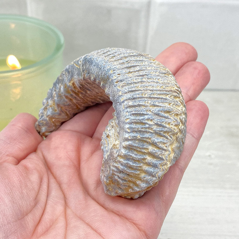 法螺貝　32.７cm Zig Zag Oyster Fossil – Curiogrove