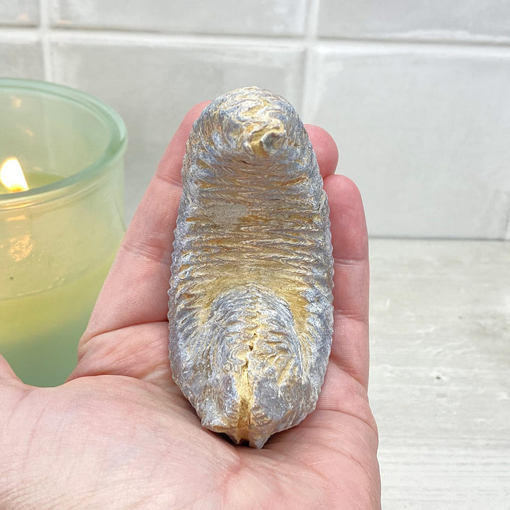 Natural Zig Zag Oyster Fossil