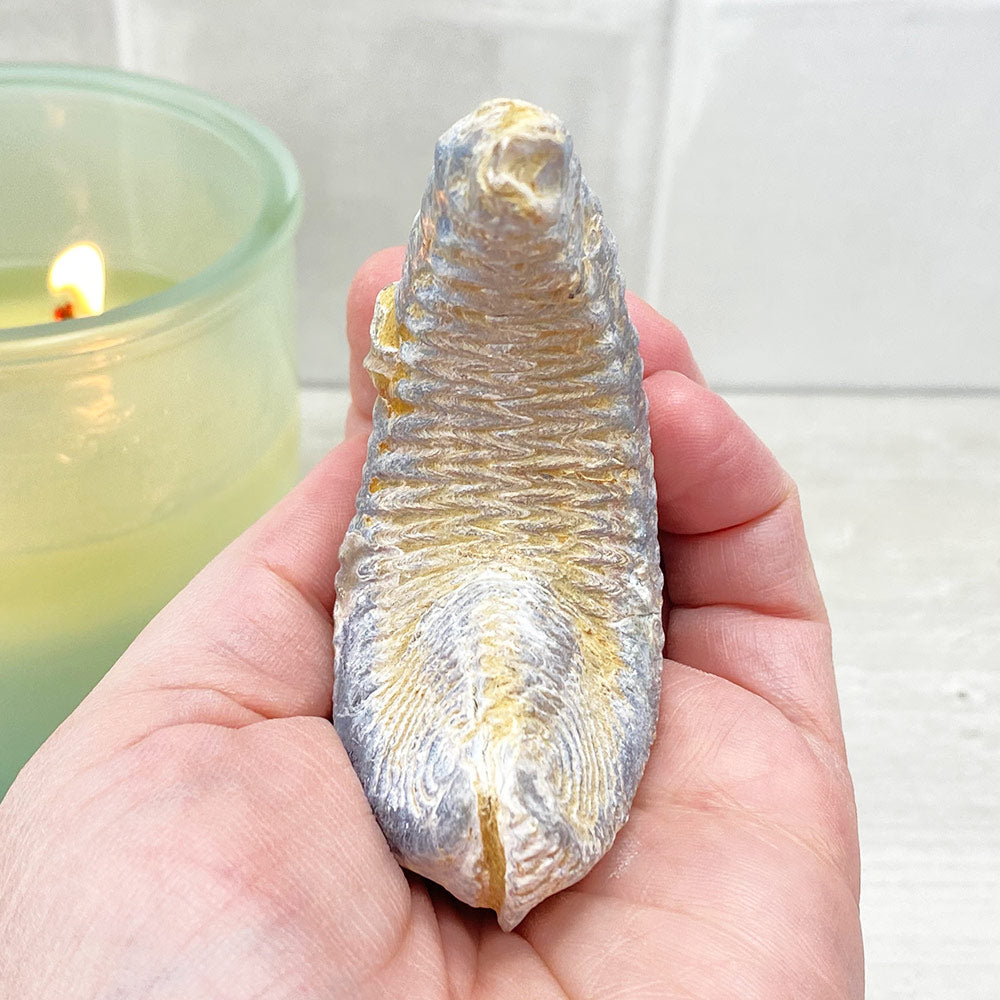 Natural Zig Zag Oyster Fossil